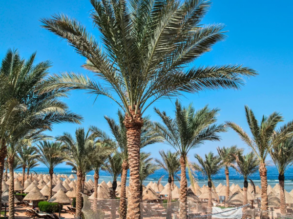 BRAVO SMART GRAND PLAZA RESORT - EL NABQ